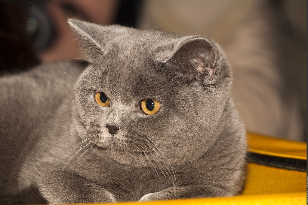 a close-up photo of British Shorthair lying on the orange surface