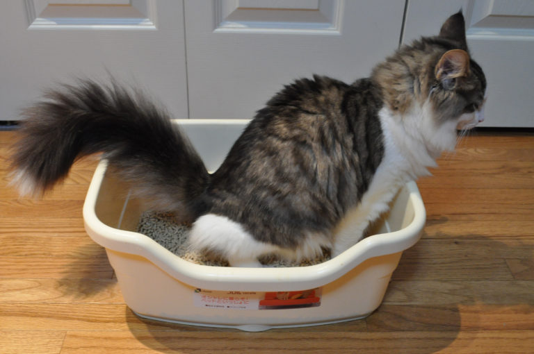 8 Easy Steps on How to Toilet Train Your Cat