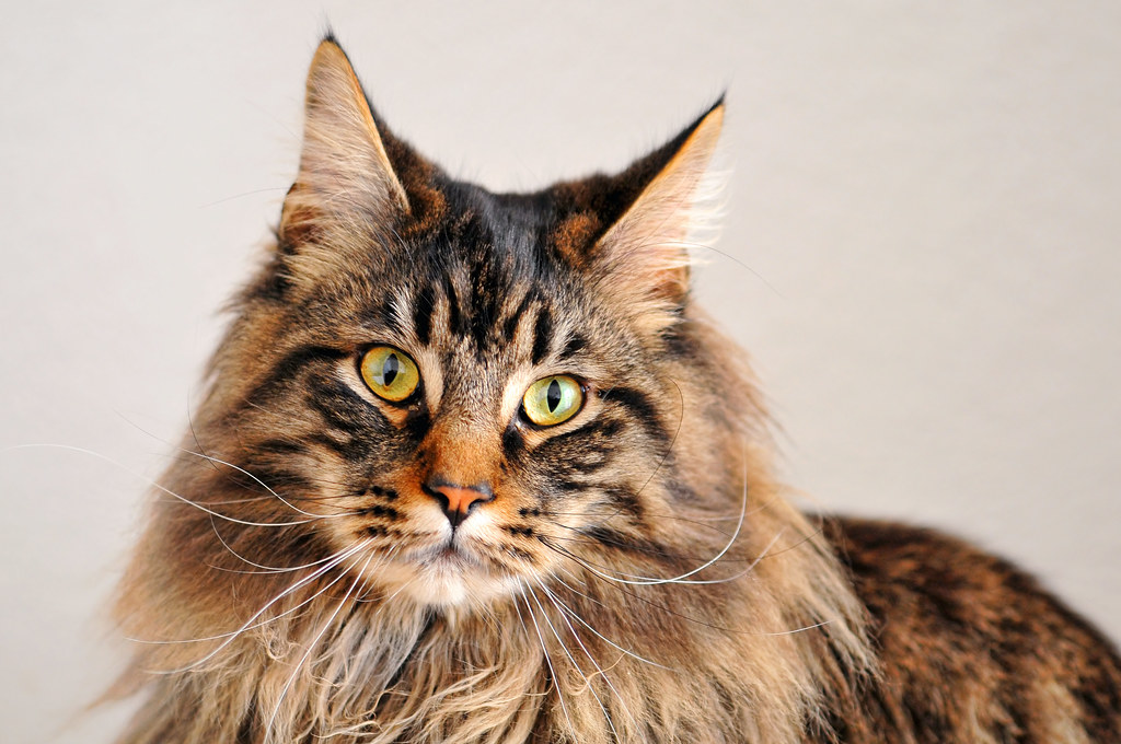 close-up photo of Maine Coon cat breed
