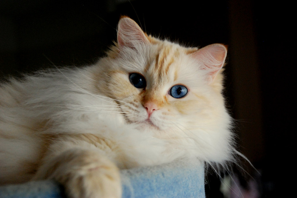 close-up photo of Ragdoll cat lying on the couch