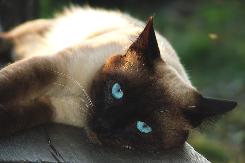 a photo of a blue-eyed Siamese cat lying on the gray surface