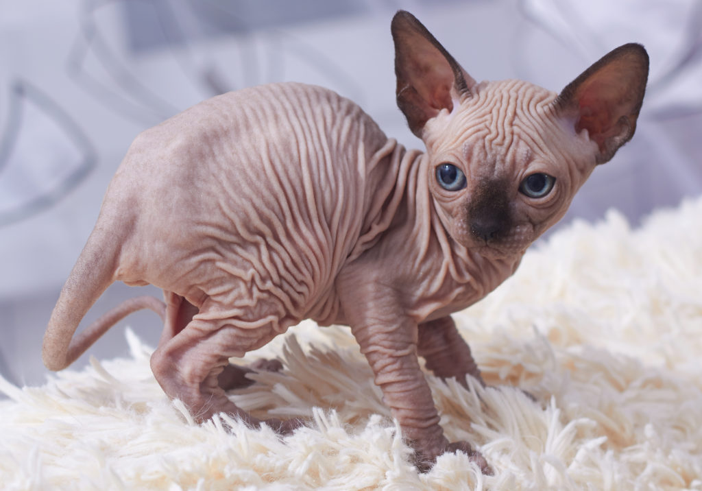 a photo of Sphynx standing on a soft surface